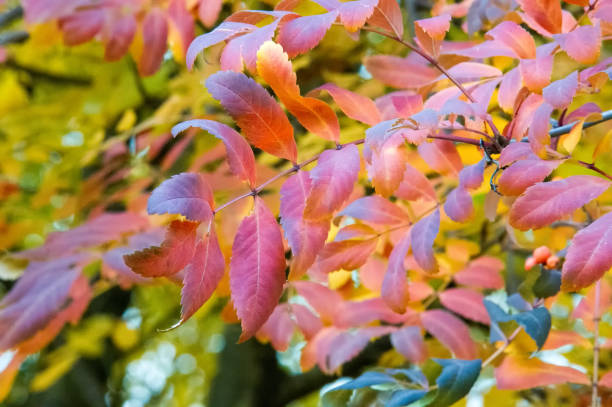 istock Texture, background, pattern. Autumn leaves of mountain ash, yellow red ruby. A small deciduous tree of the rose family, with compound leaves, white flowers, and red berries. 1036896988