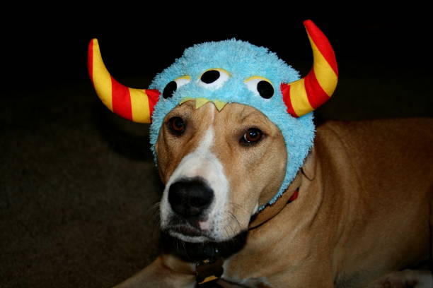 istock Pit Bull Terrier Dog in Monster Costume 1036899496