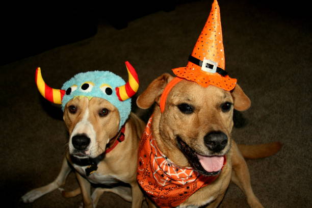 istock Two Dogs Dressed Up for Halloween 1036899518