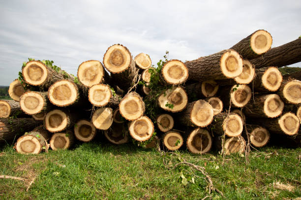 istock Pile of wood 1036904730