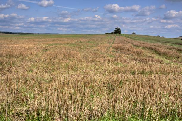 istock Stubble field in autumn 1036906894