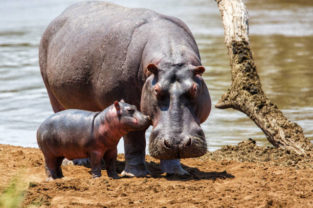 madre hipopótamo con bebé en kenia - hippopotamus fotografías e imágenes de stock