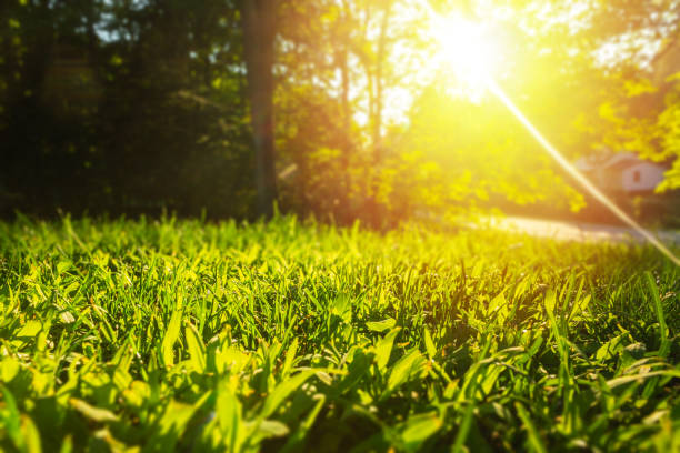 istock Tranquil fresh grass for growth and water concept mother nature.  Copy space for text. 1036911298