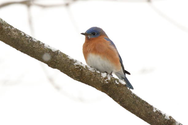 istock Bluebird in the Snow 1036915830