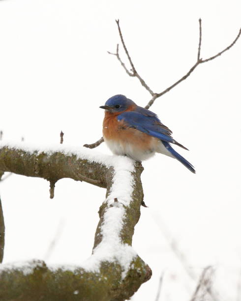 istock Bluebird in the Snow 1036915894