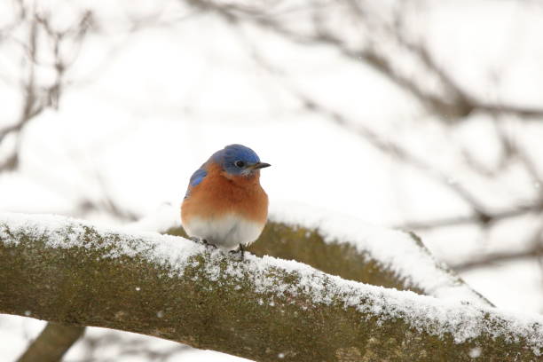 istock Bluebird in the Snow 1036915898