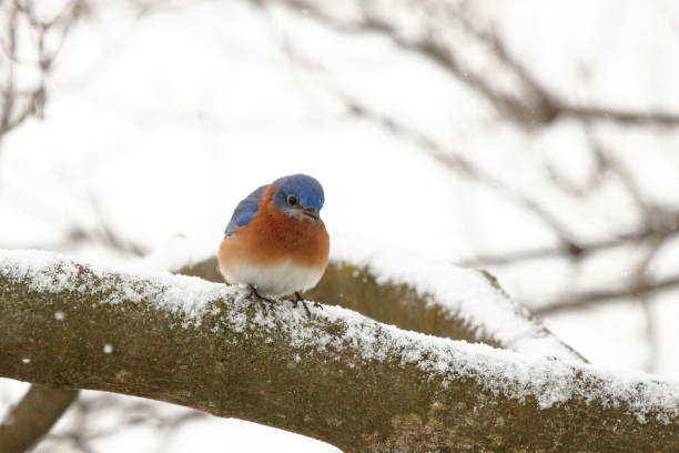 istock Bluebird in the Snow 1036915904