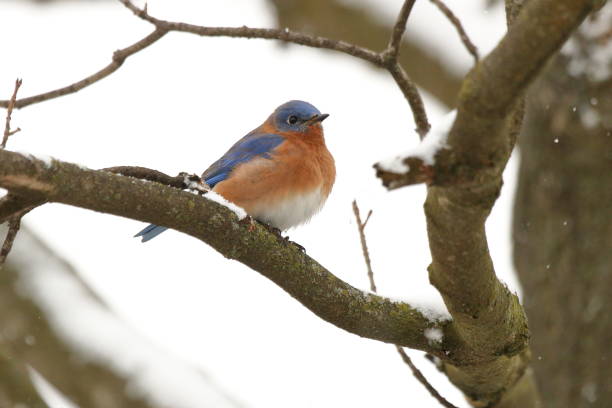 istock Bluebird in the Snow 1036915918