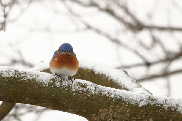 istock Bluebird in the Snow 1036915988