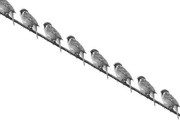 Black and white cloning sparrows perching on electric wire Black and white cloning sparrows perching on electric wire and all looking to the left. cloning photos stock pictures, royalty-free photos & images