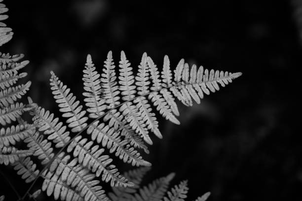 istock Black and White Fern 1036920586