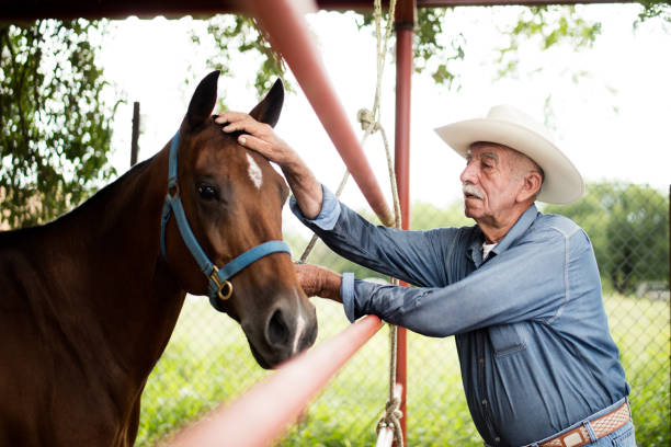 istock Cowboy senior man caressing front of horse 1036921974
