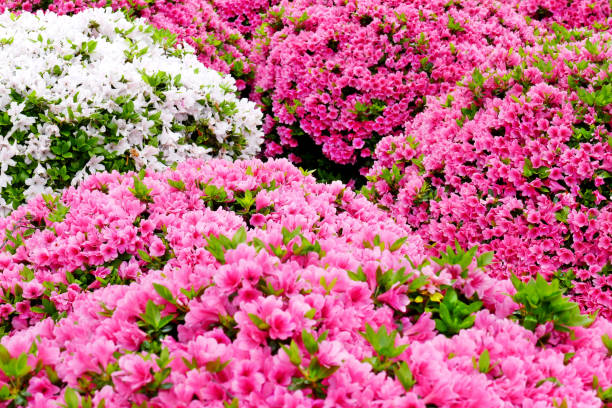istock Beautiful Azalea flowers, Tokyo 1036926930