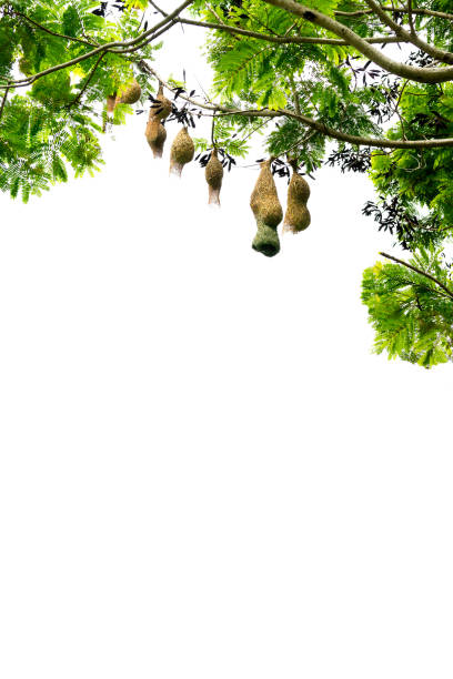 Bird nests hanging on tree branches, on white background with copy space on the bottom.