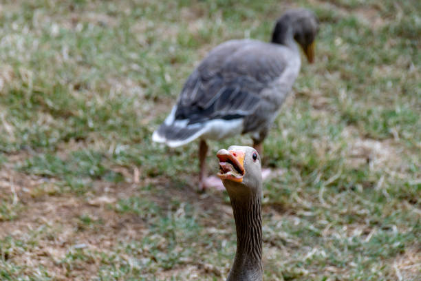 istock Greylag goose (anser anser) hissing to protect flock 1036931494