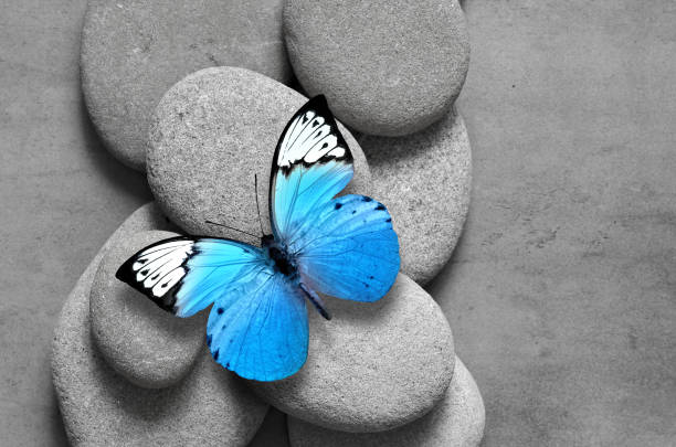 istock Spa concept with butterfly and zen stones. 1036932672