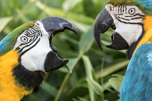 怒っている鳥。2 つのブルーとゴールドのコンゴウインコ オウムの国内争い戦い - male animal audio ストックフォトと画像