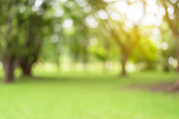 istock Blurred of bokeh on leaves background 1036933970