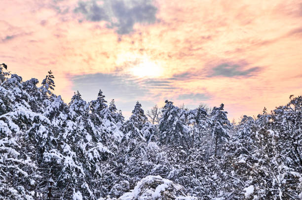 istock Winter dawn landscape with trees cowered with snow 1036939756