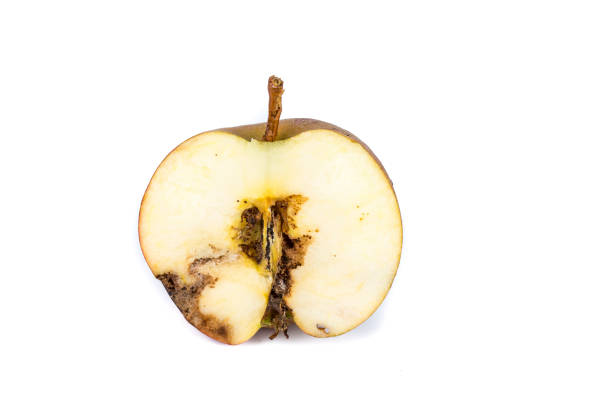istock Close up Boring trace of a codling moth Cydia Pomonella, in a half wormy apple. On white background. 1036939852