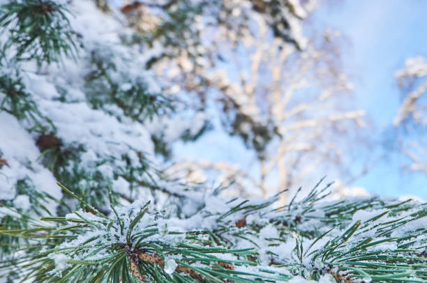 istock Winter background with pine tree branch covered with snow. 1036939942