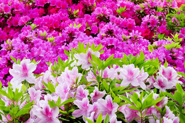istock Beautiful Azalea flowers, Tokyo 1036944248