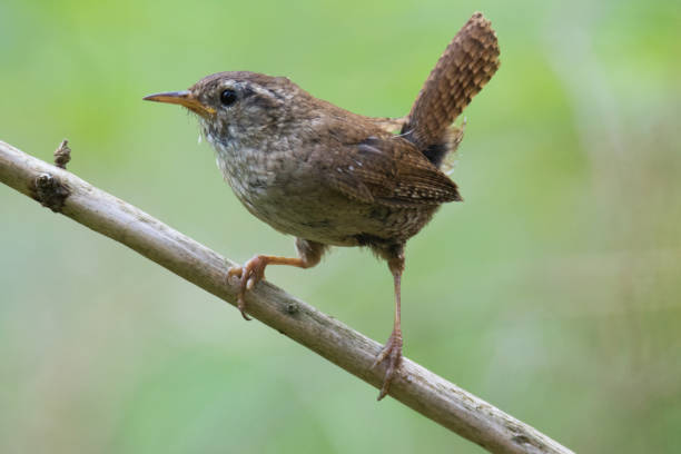 istock Eurasian wren (Troglodytes troglodytes) 1036944306