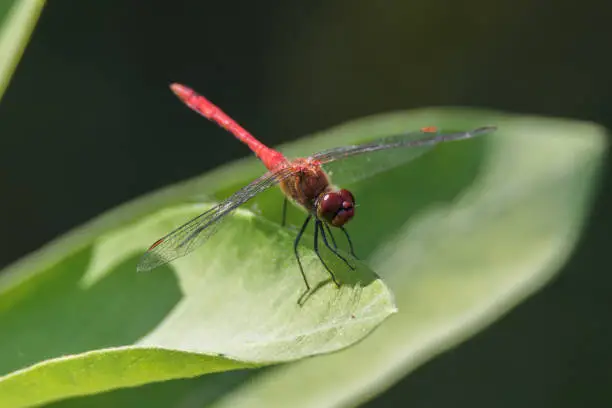 Photo of Red-veined darter or nomad (Sympetrum fonscolombii)