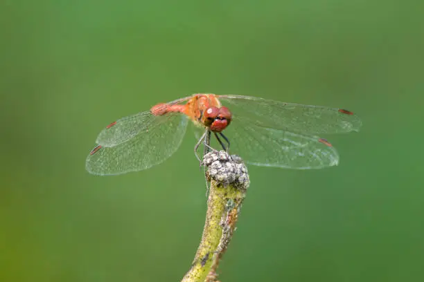 Photo of Red-veined darter or nomad (Sympetrum fonscolombii)