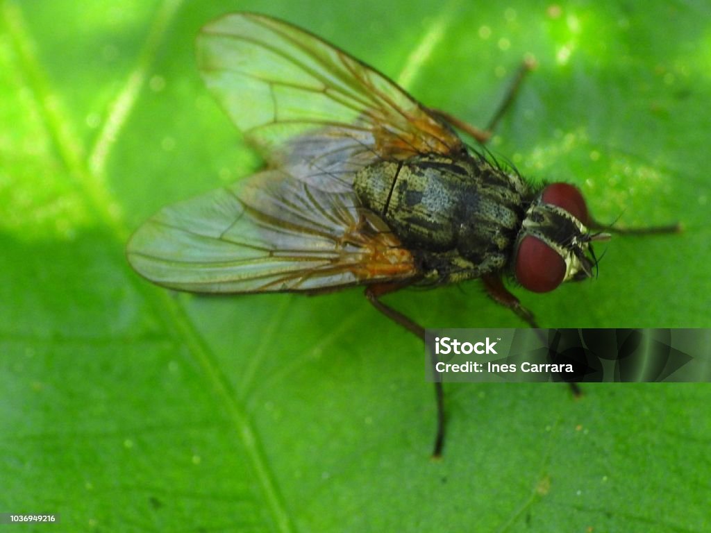 Phaonia angelicae Muscidae 2015 Stock Photo