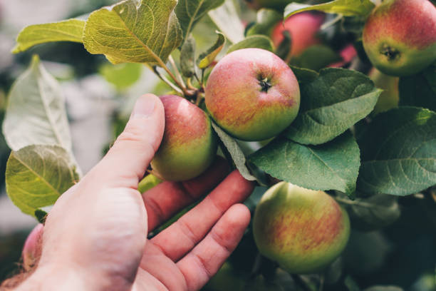 istock Harvesting in the apple garden 1036949522