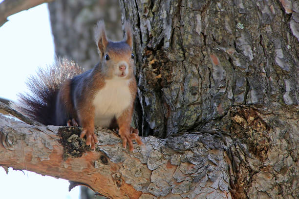 red squirrel or comúm, in the sierras de cazorla, segura and las villas. - switzerland forest storm summer imagens e fotografias de stock