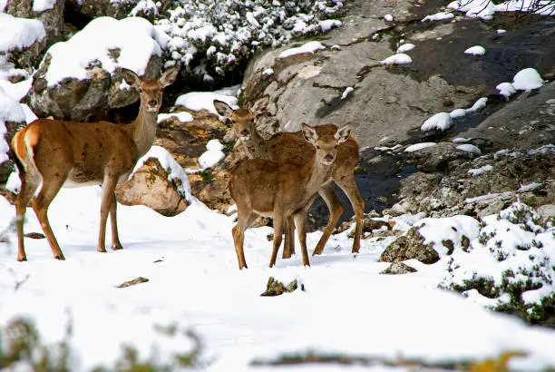 Photo of Family of deer, in the Sierras de Cazorla, Segura and Las Villas.