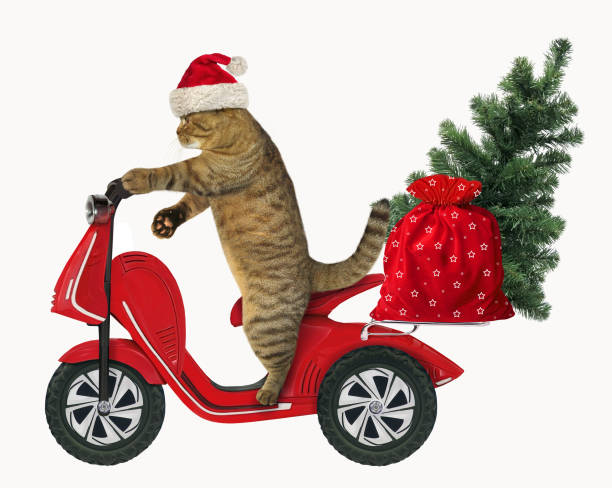 istock Cat with the Christmas tree on a moped 1036954054