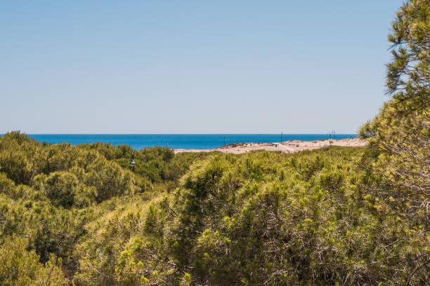 istock View of the Mediterranean dunes 1036955076