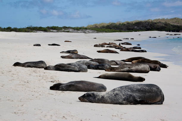 istock Seals on the beach in Galapagos Islands 1036955610