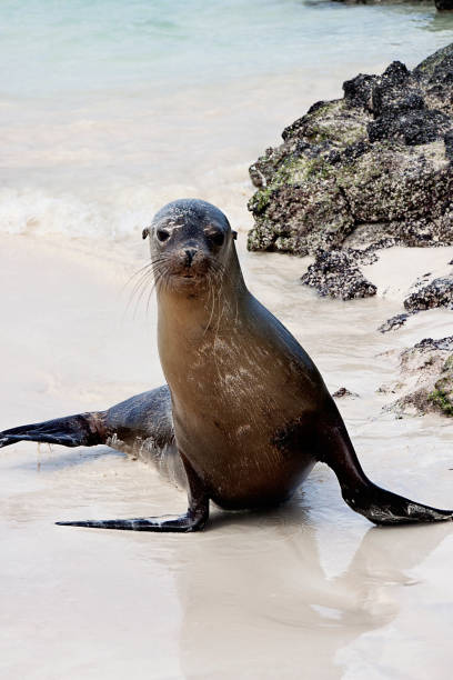 istock Seals on the beach in Galapagos Islands 1036955724