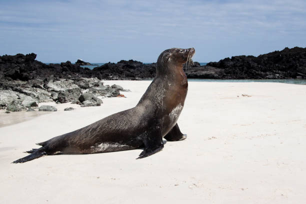 istock Seals on the beach in Galapagos Islands 1036955728