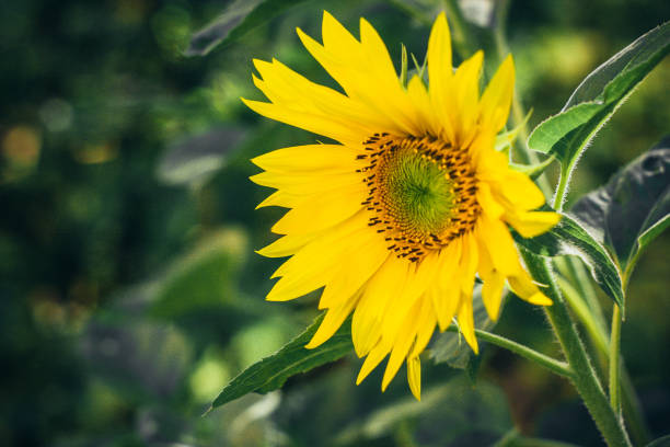 istock Close up of a sunflower 1036956002
