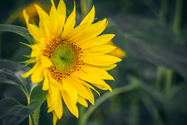istock Round bright sunflower close-up in the field 1036959210