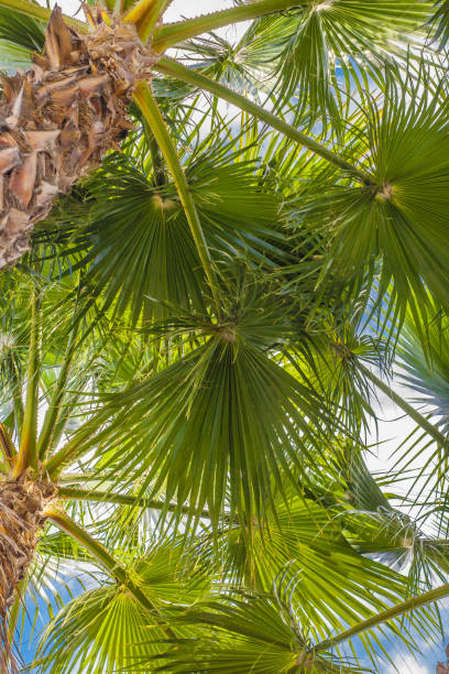 istock Beach with palm trees leaves and beautiful blue sky 1036962234