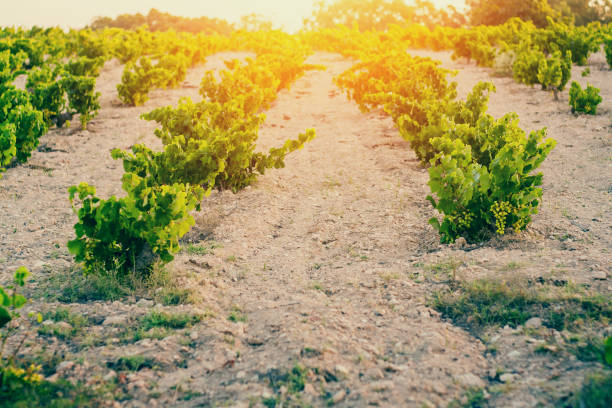 istock Early morning in the vineyard 1036964602