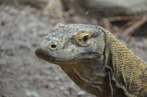 istock Komodo Dragon, the largest lizard in the world 1036966496