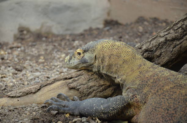 istock Komodo Dragon, the largest lizard in the world 1036966514