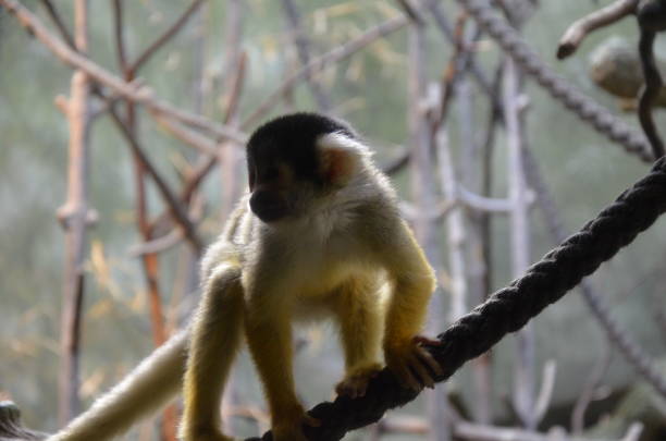 istock Close-up of a Common Squirrel Monkey 1036966760