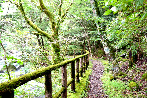 istock The mossy road of Izu 1036967130