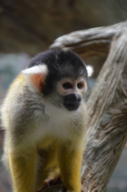 istock Close-up of a Common Squirrel Monkey 1036967370