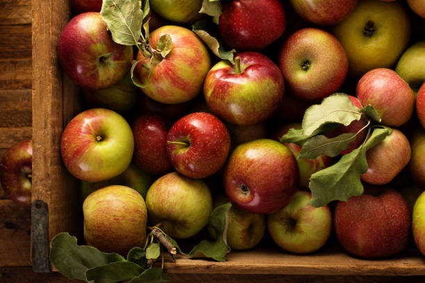 istock Apple harvest in a wooden crate 1036969782