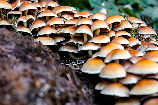 Mushrooms hill, wide angle closeup
