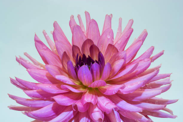 large pink flower of the dahlia. - 16207 imagens e fotografias de stock